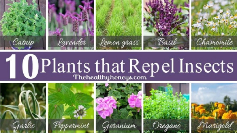 10 Bug Repelling Plants