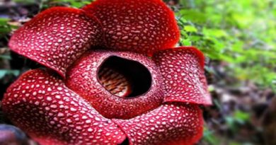 Rafflesia