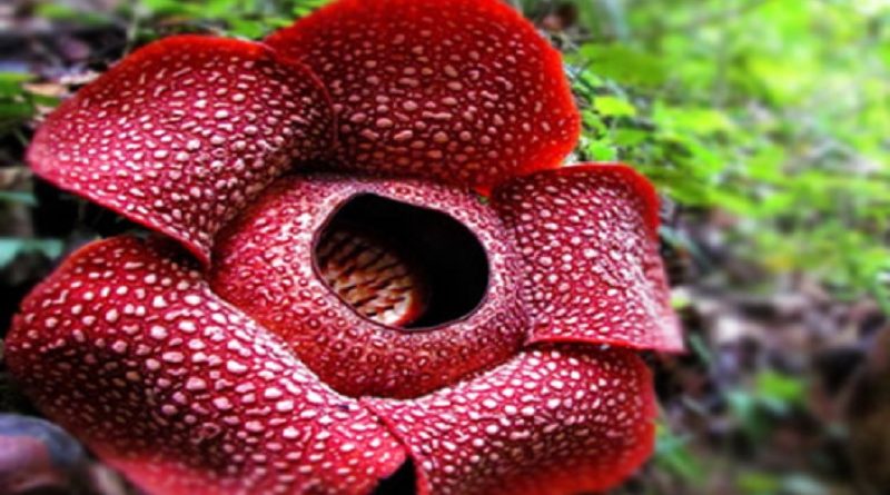 Rafflesia