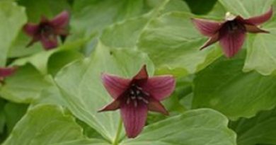 Trillium