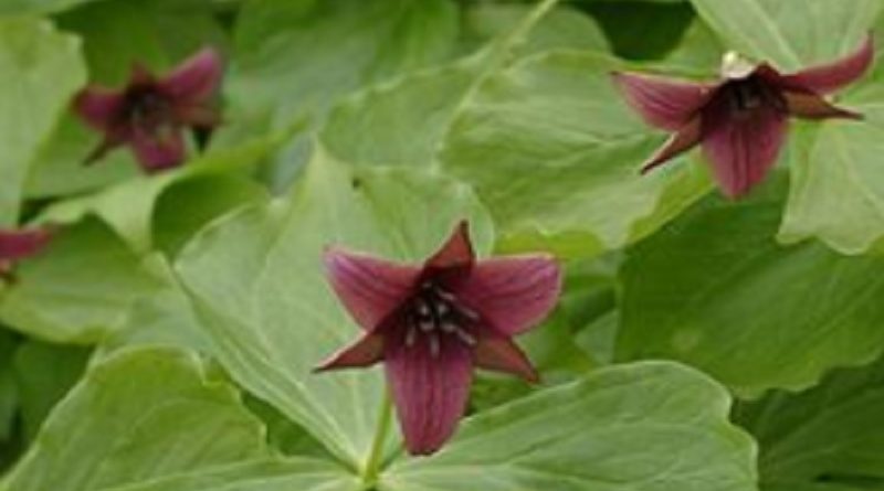 Trillium