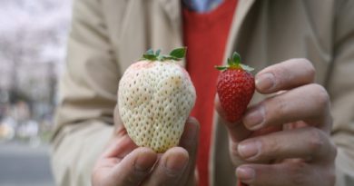 Cultivating Japan’s Rare White Strawberry (VIDEO)