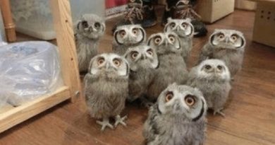 Owls