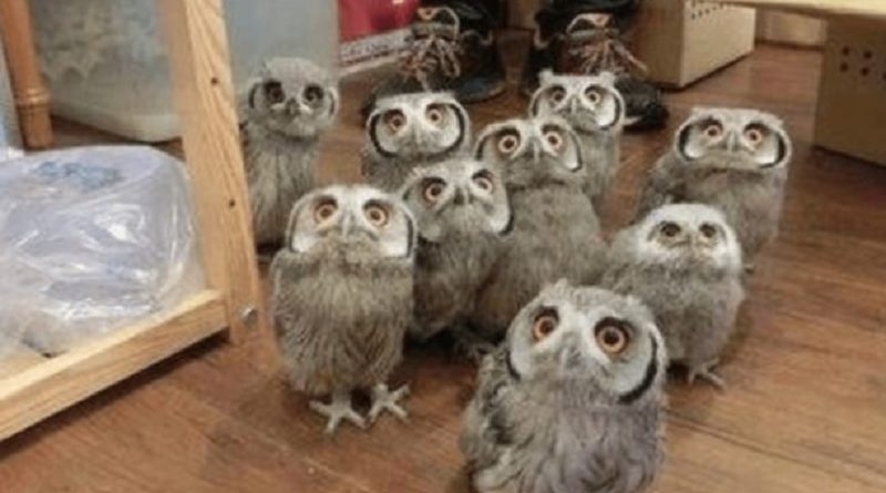 Owls