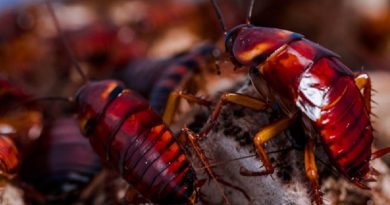 Cockroach Dna Shows Why They’re Basically Indestructible (VIDEO)