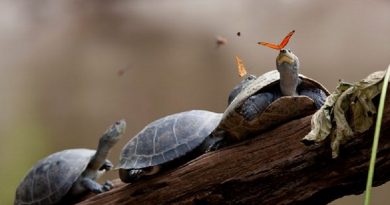 Butterflies Drinking Turtle Tears In Magical Scene Fit For Disney Movie (VIDEO)