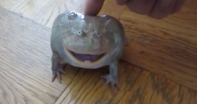 Frog