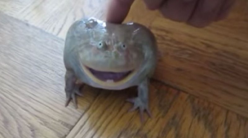 Frog