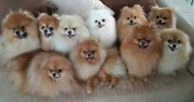 Pomeranian