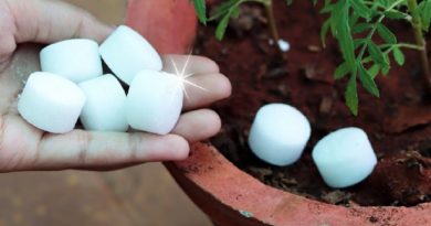 5 Shocking Gardening Ideas And Secret Question Answered (VIDEO)