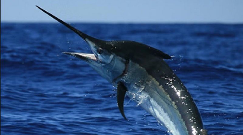 Marlin