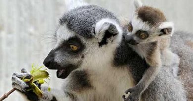 lemurs