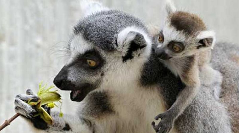 lemurs