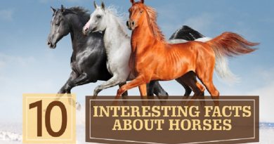 Facts Horses