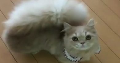 Cat Fluffy