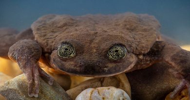 Loneliest Frog