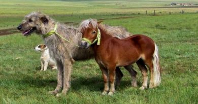 Wolfhounds