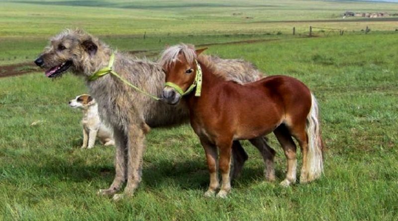 Wolfhounds