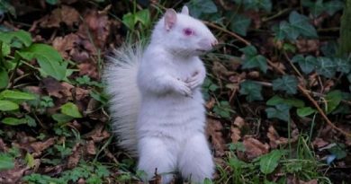 Albino Squirrel