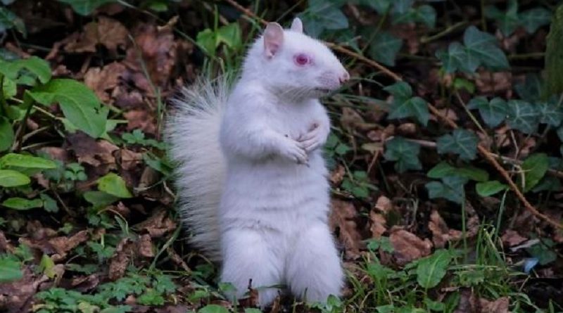 Albino Squirrel