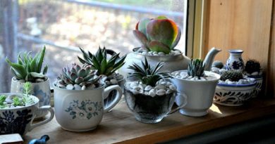 Pots Plants