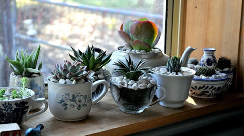 Pots Plants