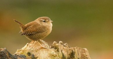 Adorable Birds