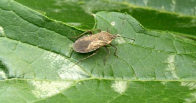 Garden Insects