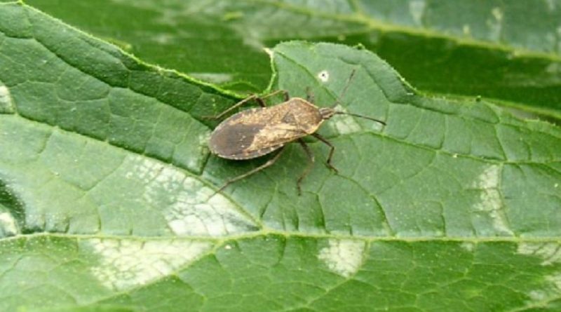 Garden Insects