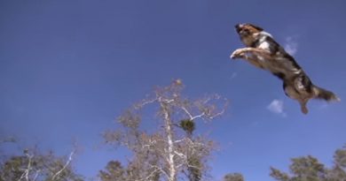 Parkour Dog