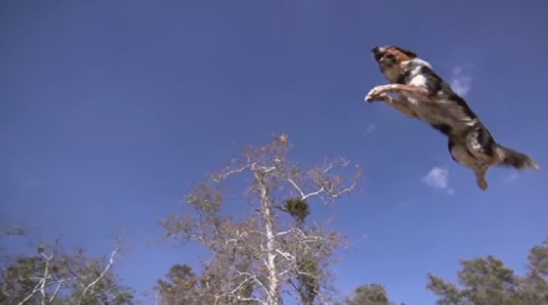 Parkour Dog