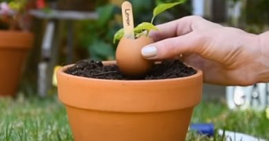 Gardening Hacks