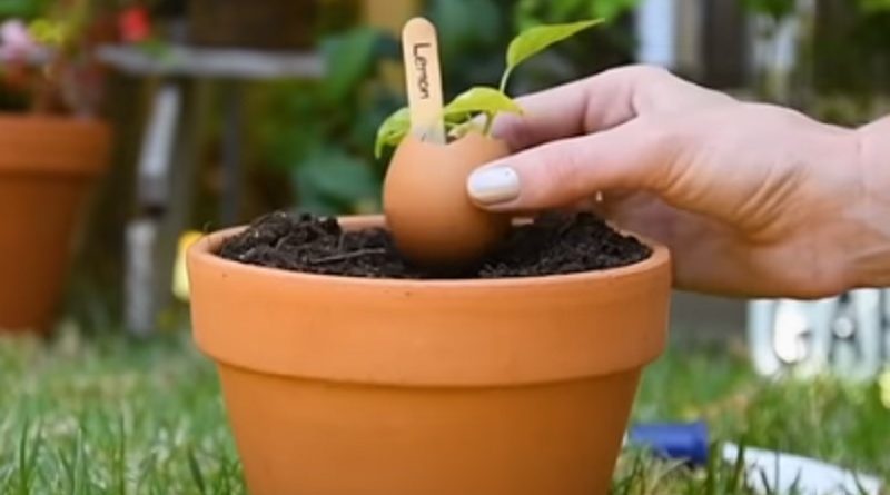 Gardening Hacks