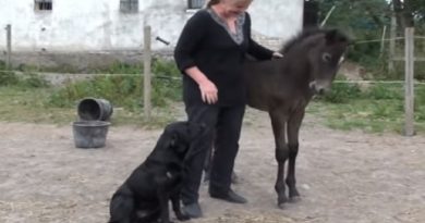 Foal Playful