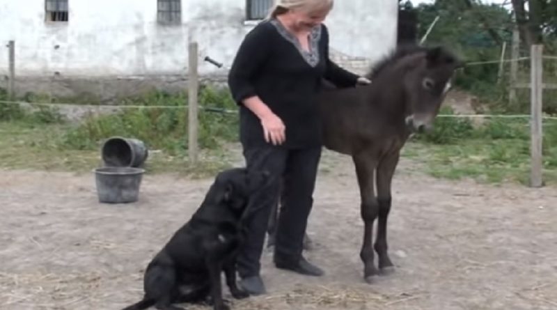 Foal Playful