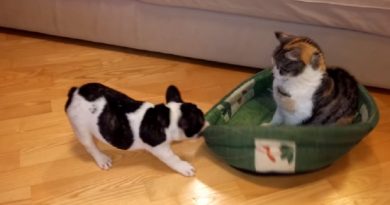 Puppy Battle