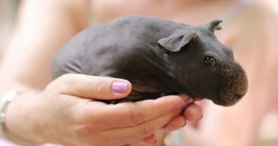 Guinea Pigs