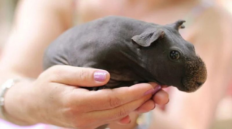 Guinea Pigs