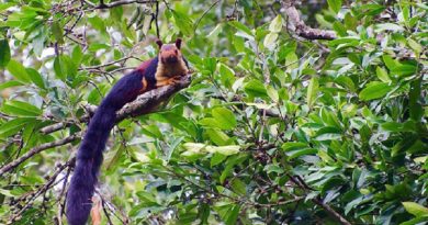 Giant Squirrels