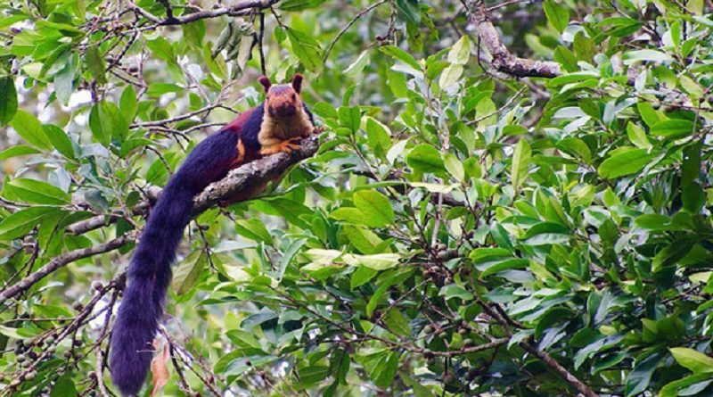 Giant Squirrels