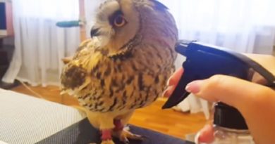 Owl Squirt