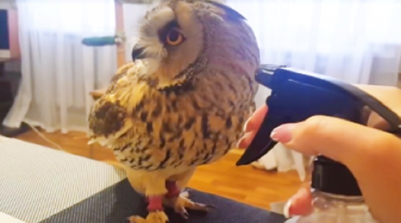 Owl Squirt