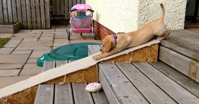 Puppy Stairs