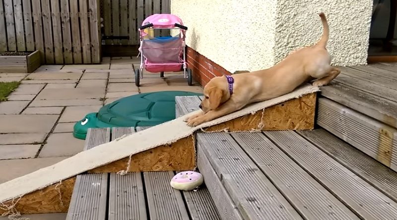 Puppy Stairs