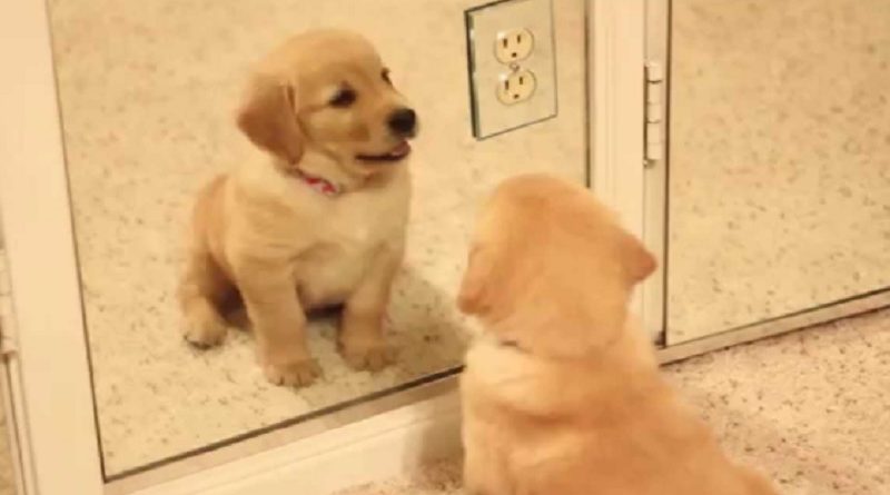 Puppy Mirror