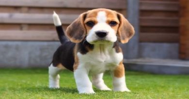 Beagle Puppy