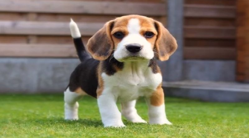 Beagle Puppy