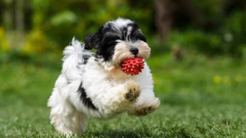 She Asked Her Puppy To Show Her A Trick. What Happened Next? (VIDEO)