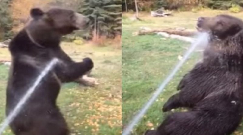 Bear Sprinkler