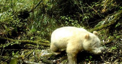 Albino Panda